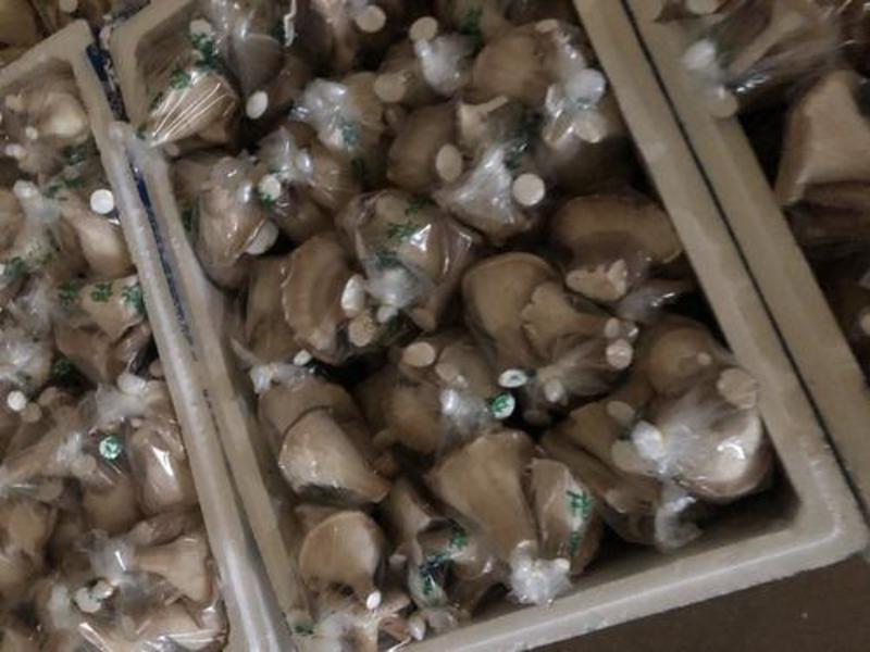 猪肚菇人工种植有自己基地货源稳定质量有保证