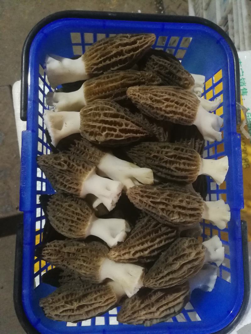 精品羊肚菌有自己基地人工种植质量有保障一手货源
