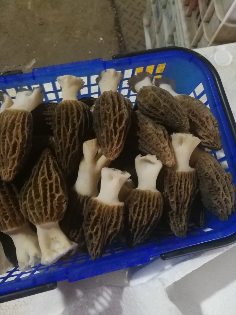 精品羊肚菌有自己基地人工种植质量有保障一手货源