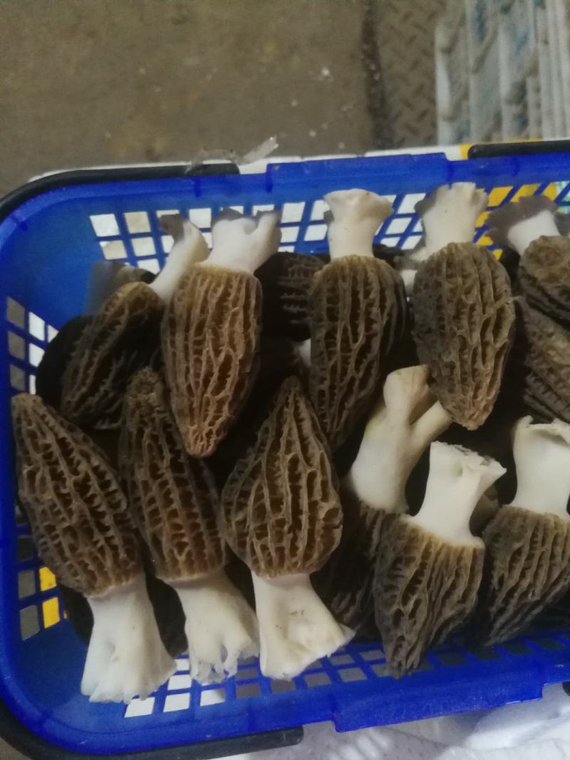 精品羊肚菌有自己基地人工种植质量有保障一手货源