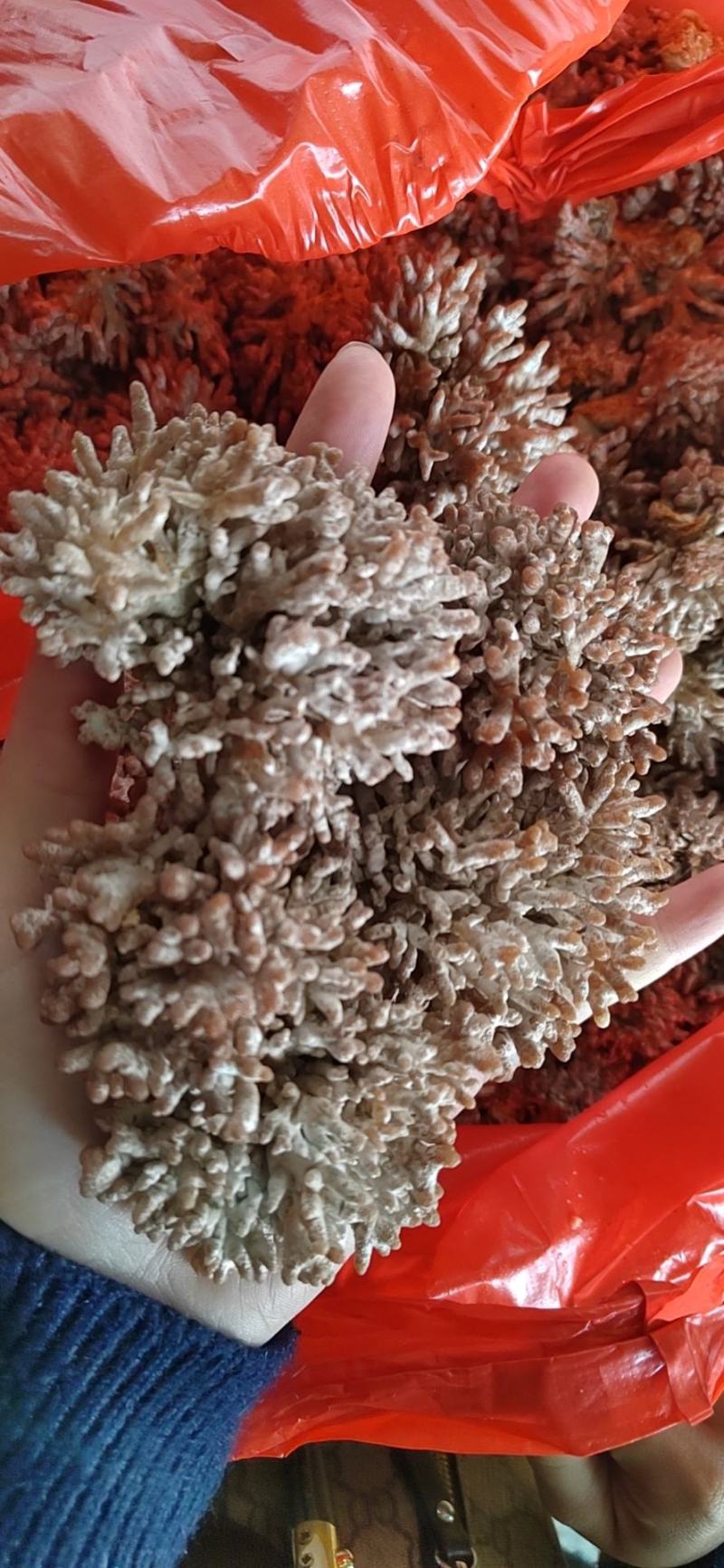 人工种植龙爪菌产地直销质量保证可长期合作
