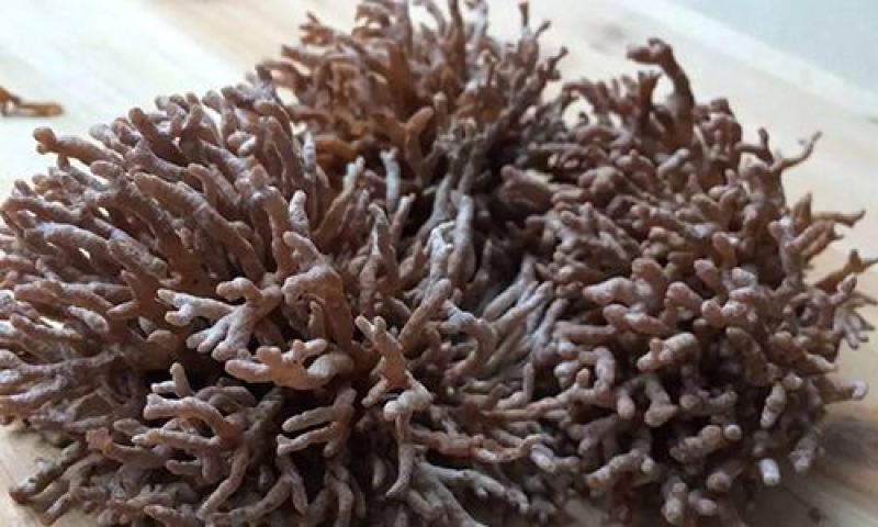 人工种植龙爪菌产地直销质量保证可长期合作