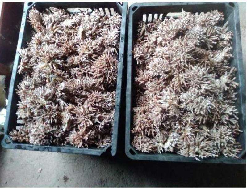 人工种植龙爪菌产地直销质量保证可长期合作