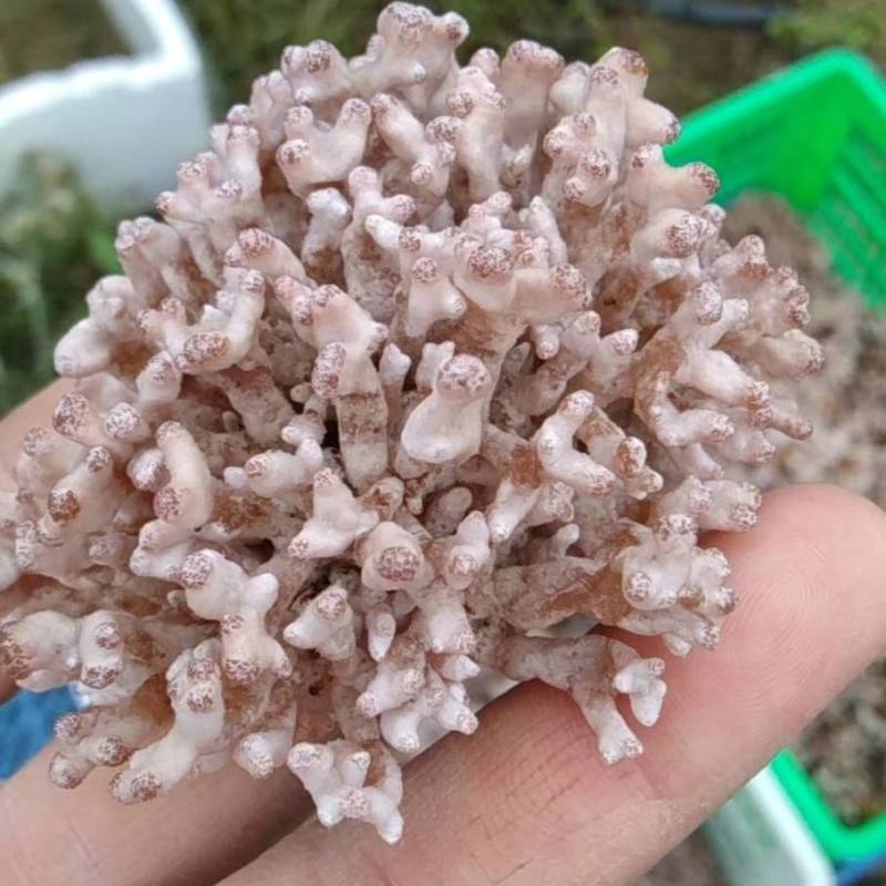 人工种植龙爪菌产地直销质量保证可长期合作