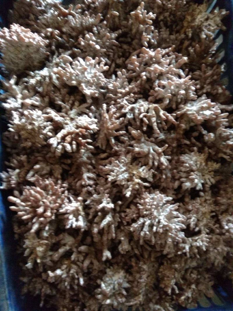 人工种植龙爪菌产地直销质量保证可长期合作