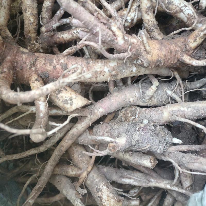 陕西省汉中市新鲜桔梗大量上市，含量高三四年可供大货。