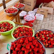 草莓产地供货云南四川全年供应全国几小时到货