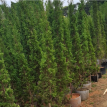 绿化苗木，塔柏，规格，1米到2.5高，冠幅30以上。