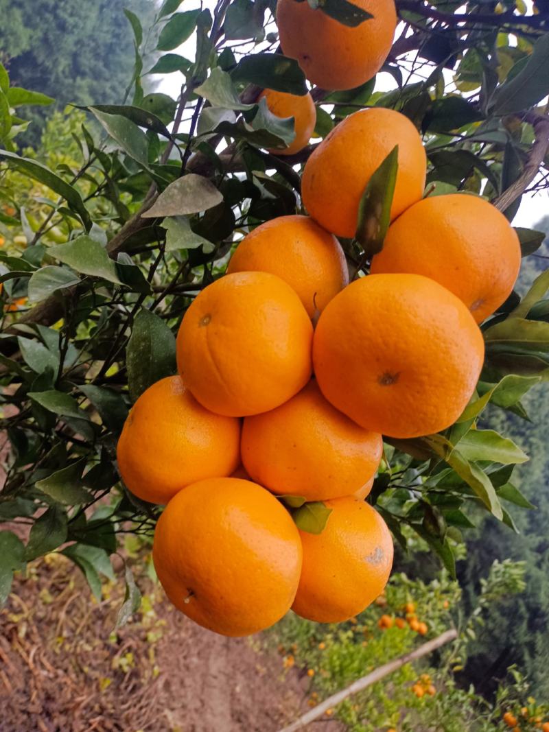 耙耙柑，细皮，无籽！果面干净，口感纯甜！