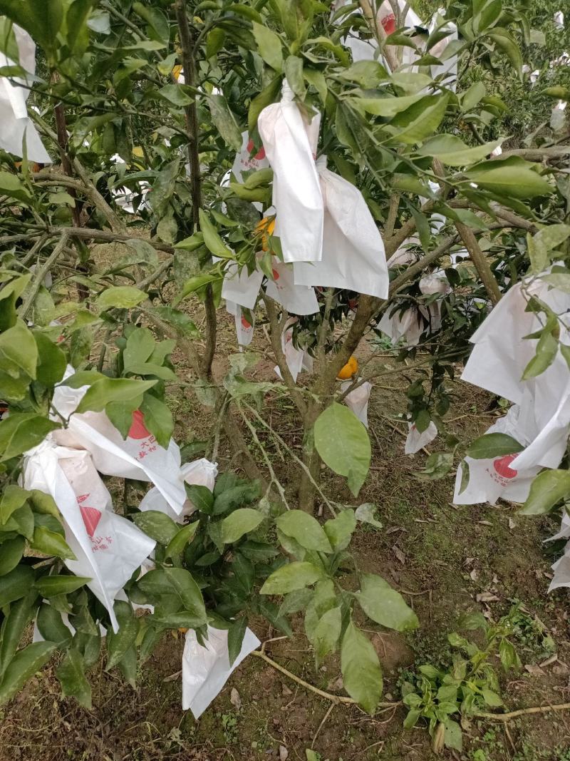 耙耙柑，细皮，无籽！果面干净，口感纯甜！