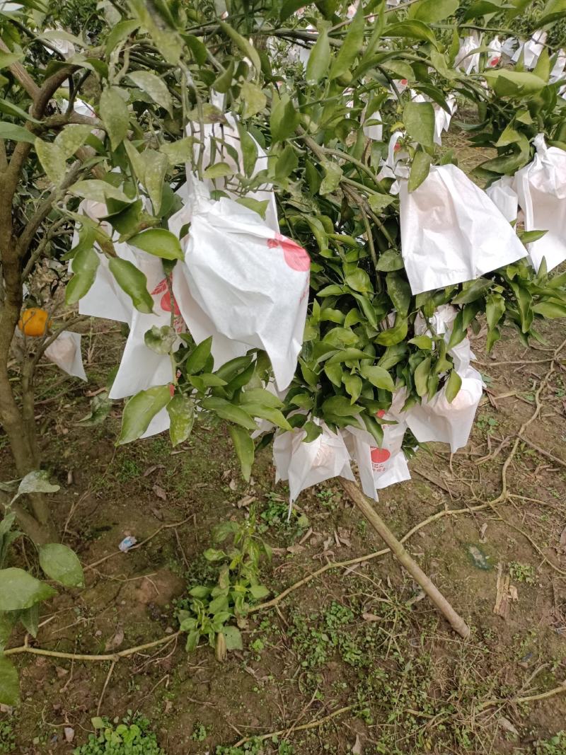耙耙柑，细皮，无籽！果面干净，口感纯甜！