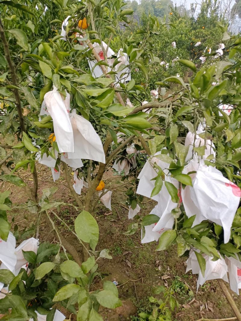耙耙柑，细皮，无籽！果面干净，口感纯甜！
