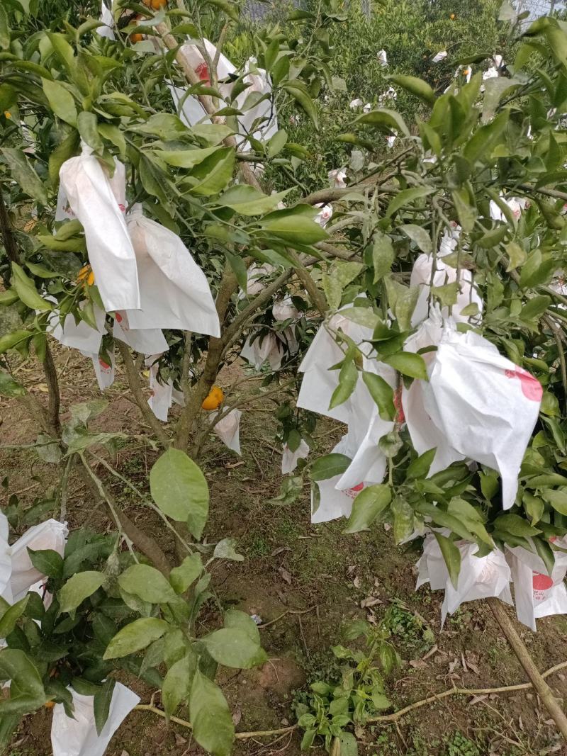 耙耙柑，细皮，无籽！果面干净，口感纯甜！
