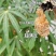 花生芝麻糕、花生芝麻糖厂家直销量多价优