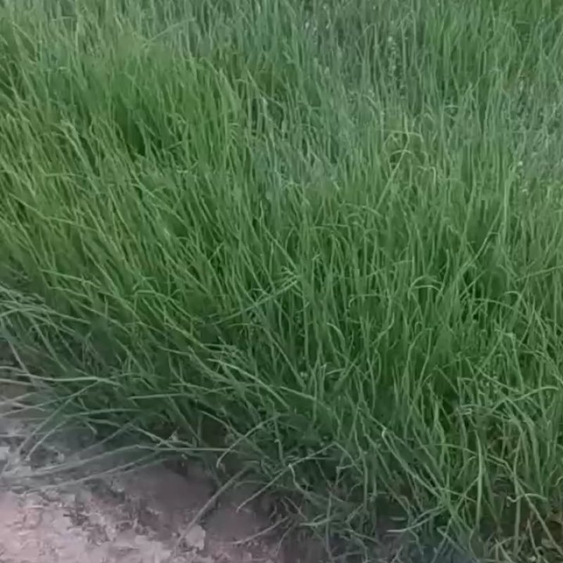 万亩洋葱苗育苗基地“白露”后育苗，可以提供种植技术。
