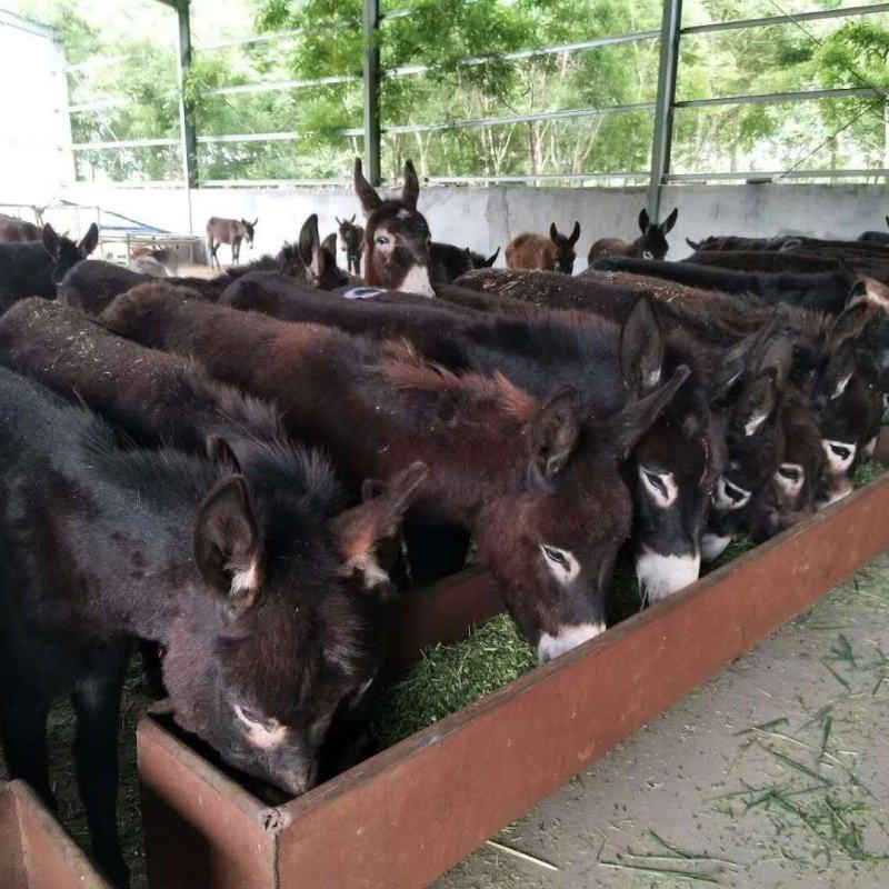 乌头驴德州馿三粉馿改良肉馿小馿驹价格，包技术包成活包回收
