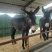 乌头驴德州馿三粉馿改良肉馿小馿驹价格，包技术包成活包回收
