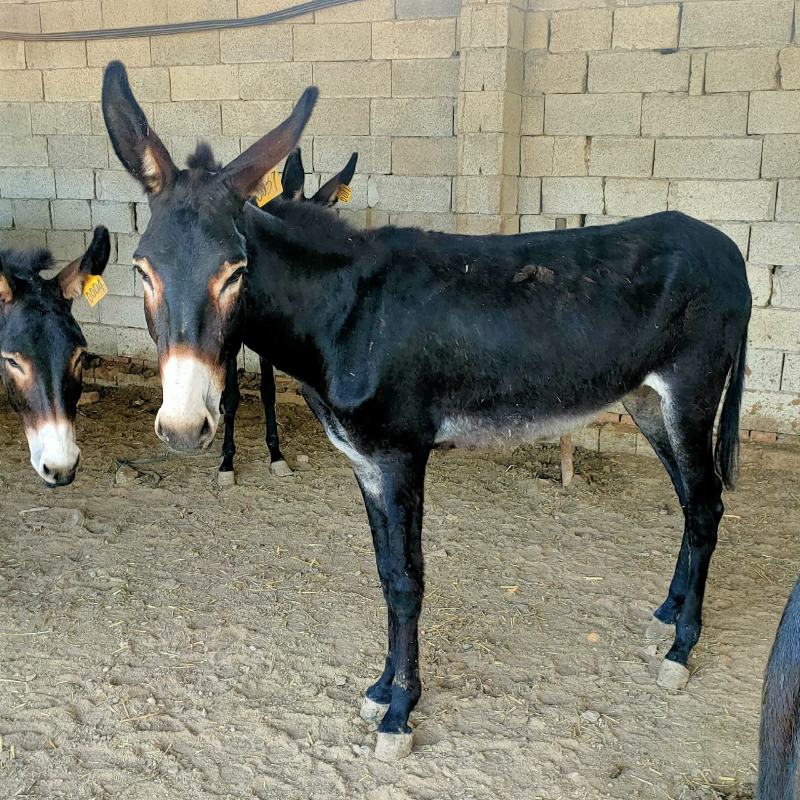 乌头驴德州馿三粉馿改良肉馿小馿驹价格，包技术包成活包回收