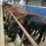 乌头驴德州馿三粉馿改良肉馿小馿驹价格，包技术包成活包回收