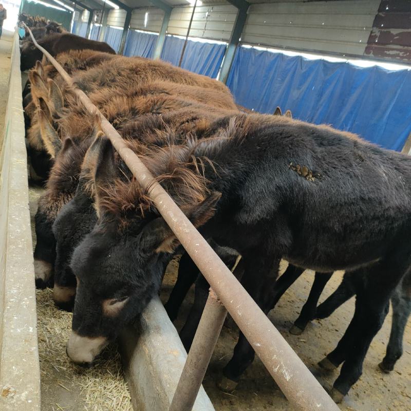 乌头驴德州馿三粉馿改良肉馿小馿驹价格，包技术包成活包回收