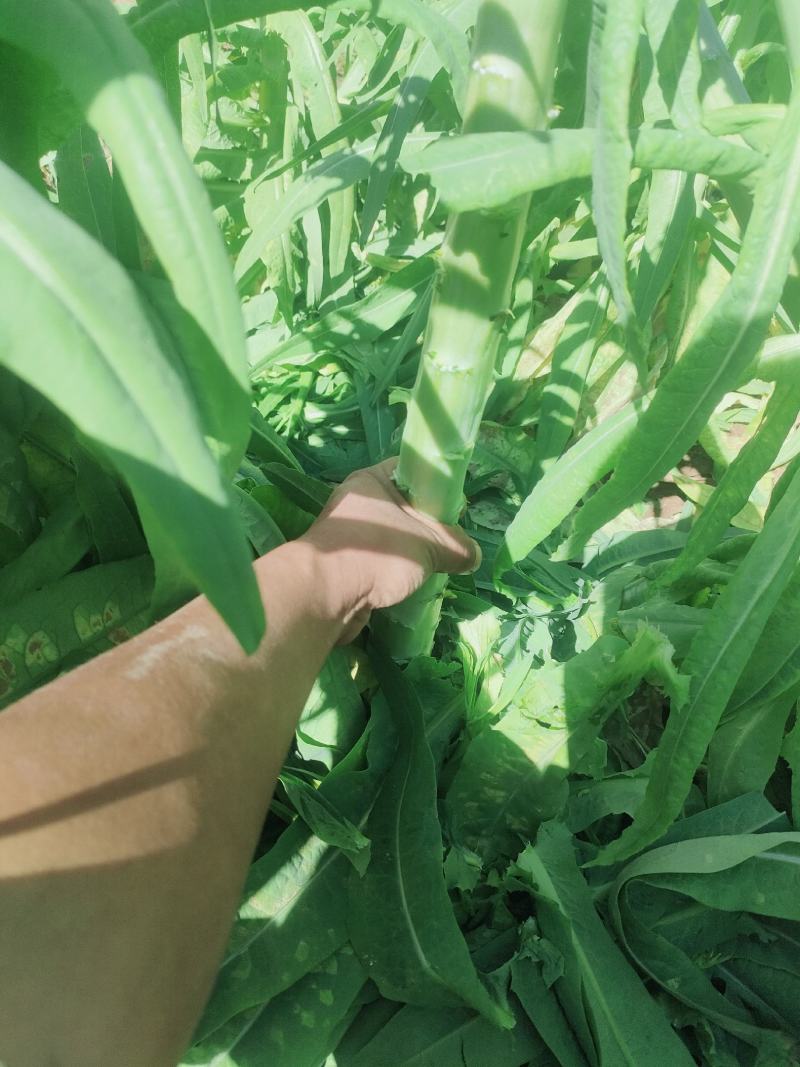 莴苣尖叶莴笋尖叶绿皮莴笋云南大理三青莴笋产地直供