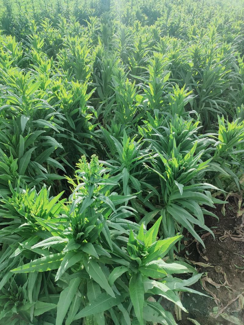 莴苣尖叶莴笋尖叶绿皮莴笋云南大理三青莴笋产地直供