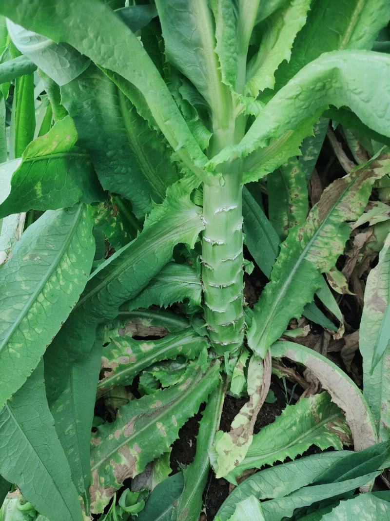 莴苣尖叶莴笋尖叶绿皮莴笋云南大理三青莴笋产地直供