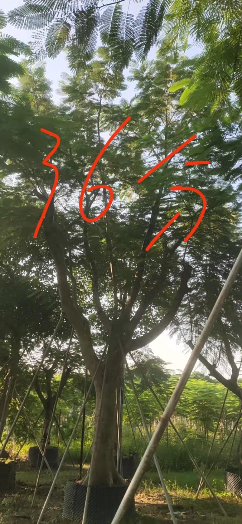 绿化苗木，凤凰木，骨架货，规格10到60公分。
