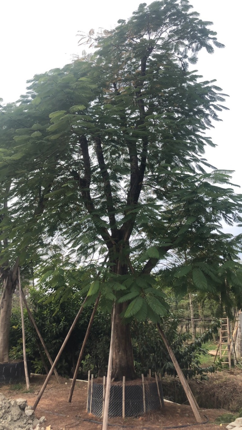 绿化苗木，凤凰木，骨架货，规格10到60公分。