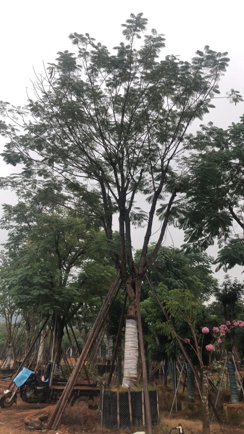 绿化苗木，凤凰木，骨架货，规格10到60公分。