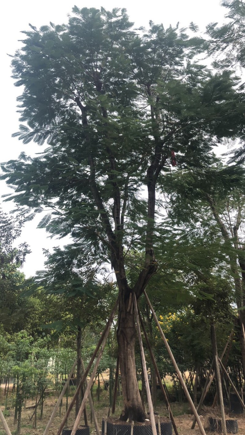 绿化苗木，凤凰木，骨架货，规格10到60公分。