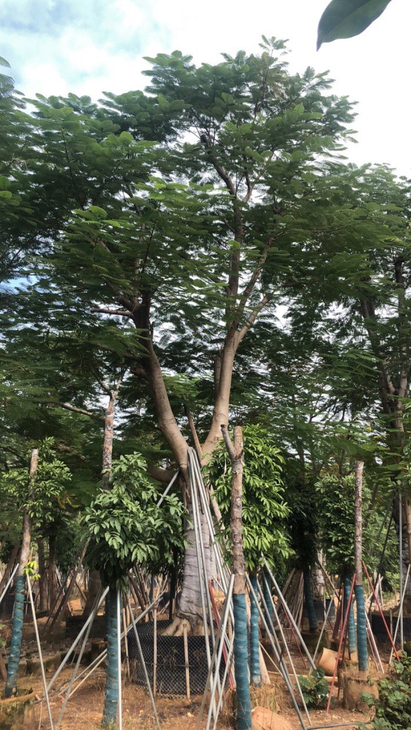 绿化苗木，凤凰木，骨架货，规格10到60公分。