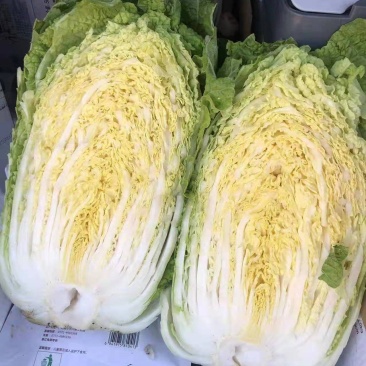产地直销黄心白菜，品质好价格低廉，黄心叶绿帮薄，口感甜嫩