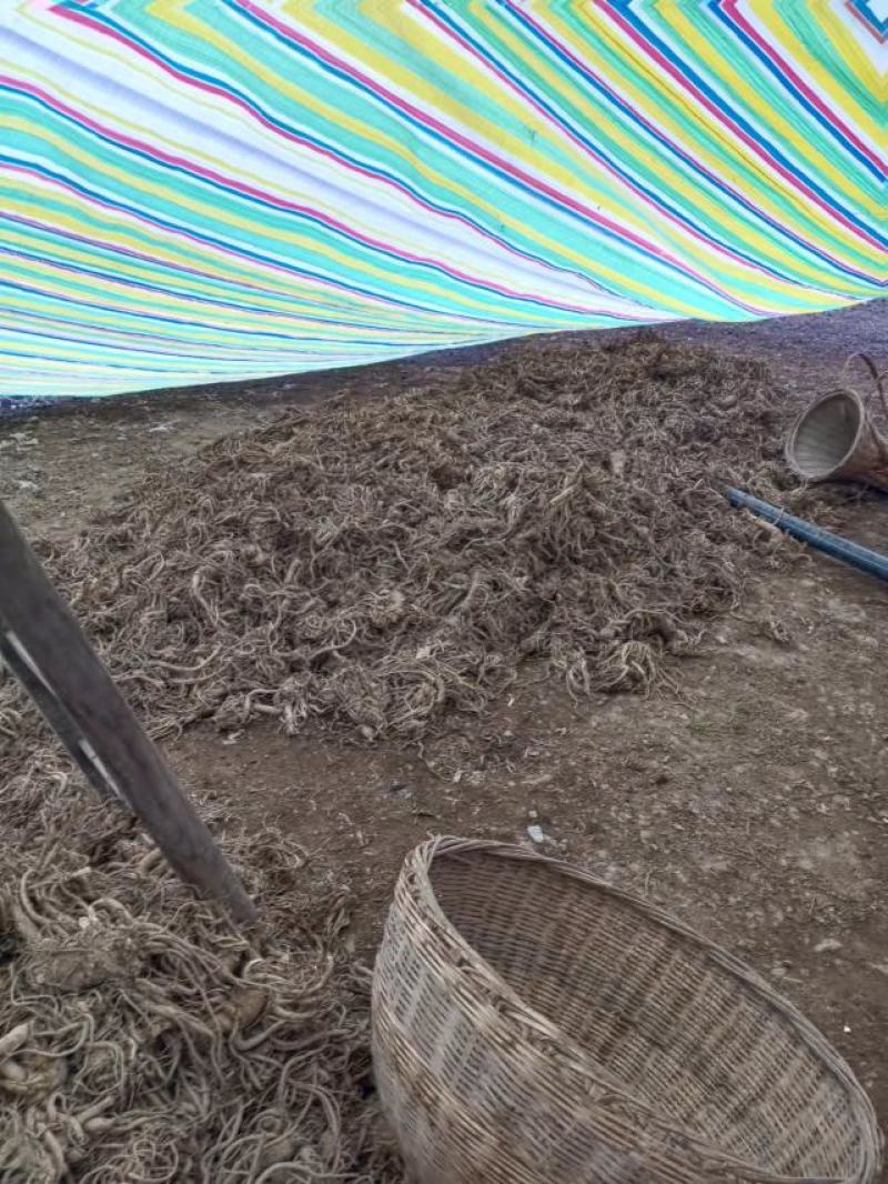 独活，干独活，新鲜独活，药材地道。独活质量有保障。
