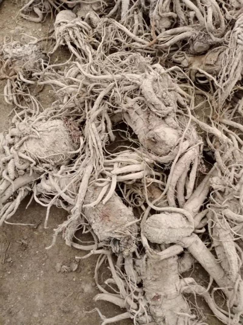独活，干独活，新鲜独活，药材地道。独活质量有保障。