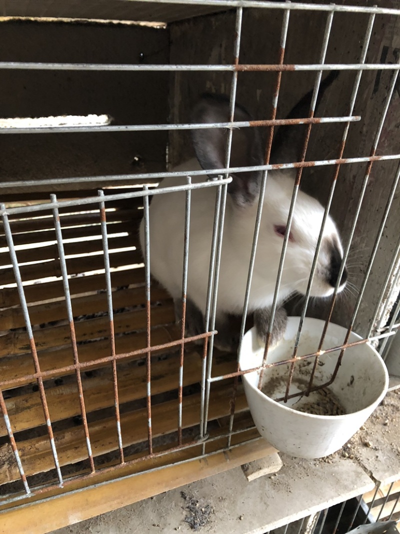 新西兰种兔，抗病能力强，体格大，一个月一窝，一窝15只
