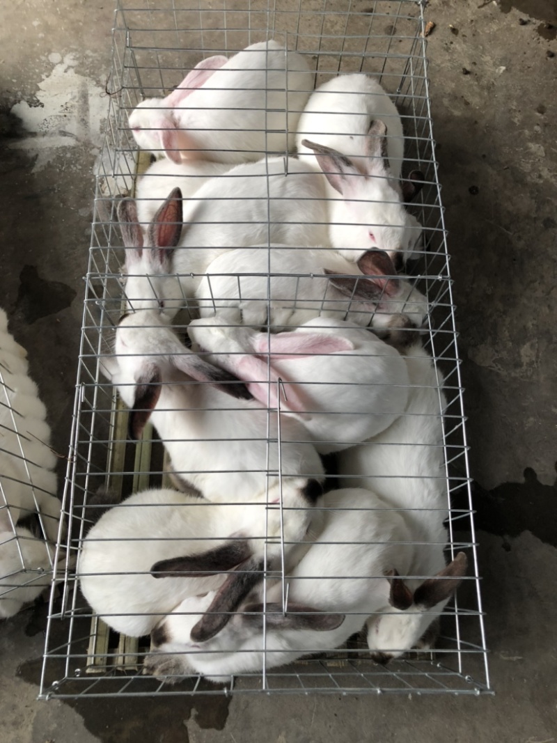 新西兰种兔，抗病能力强，体格大，一个月一窝，一窝15只