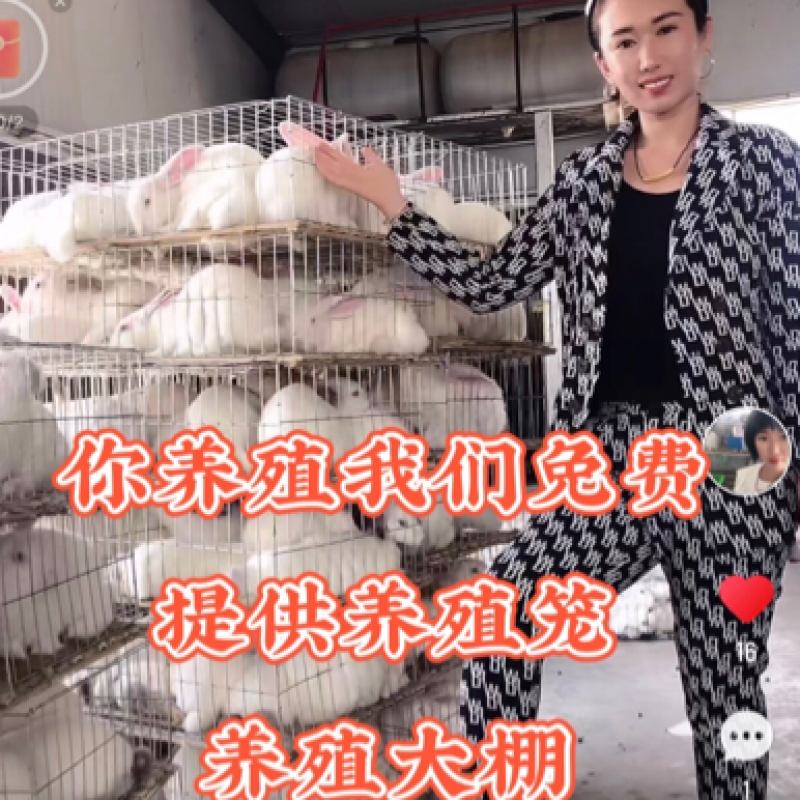 种兔比利时种兔新西兰种兔伊拉种兔适合全国各地