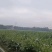 红心番石榴（又脆又甜的岭南佳果，一年四季都能任君品尝的）