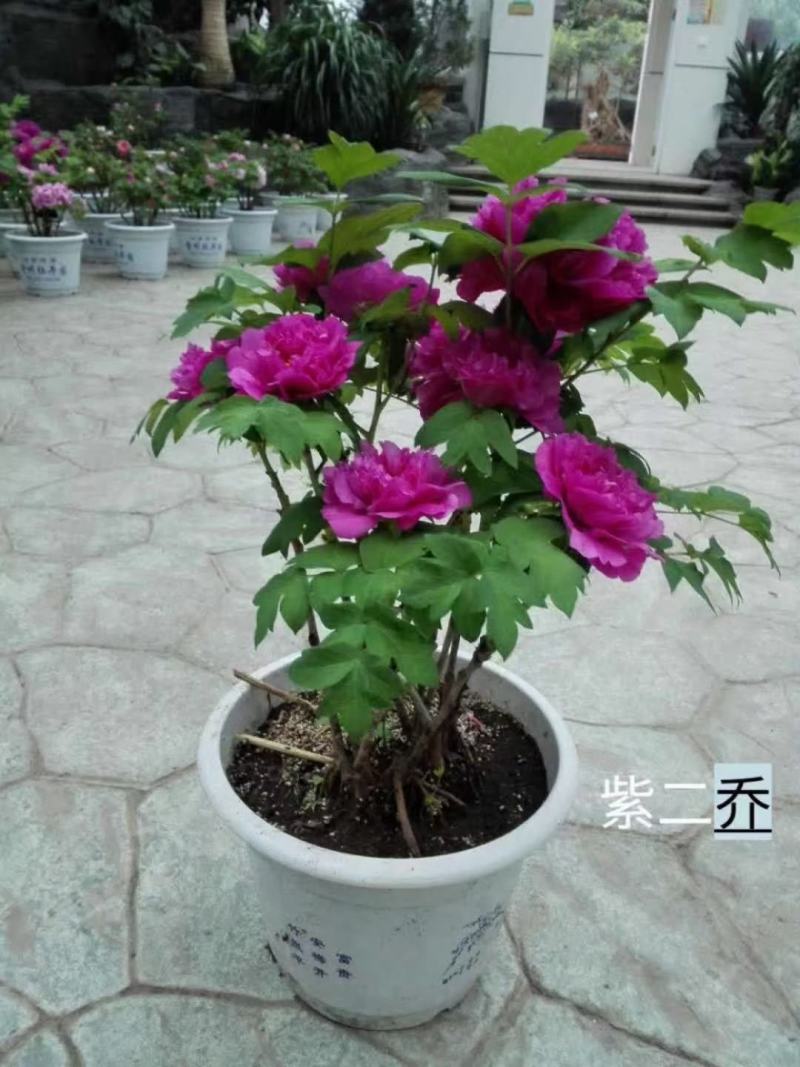 春节催花牡丹菏泽牡丹春节期间观赏菏泽牡丹观赏牡丹