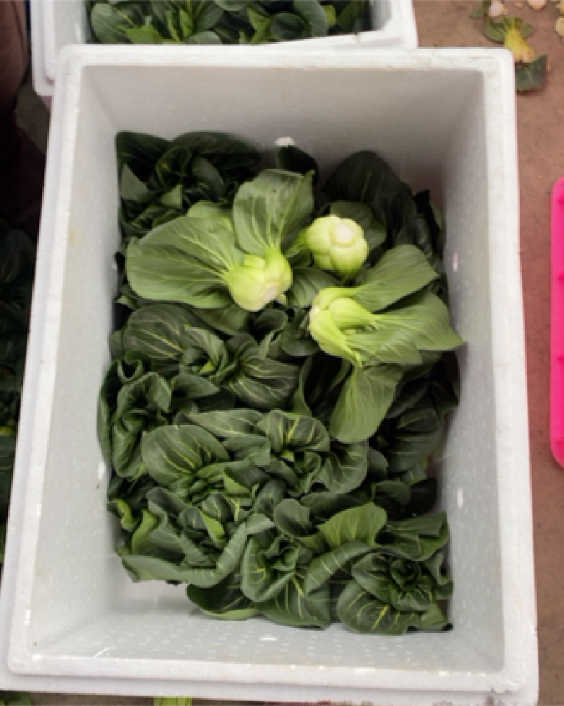 黑叶矮箕青