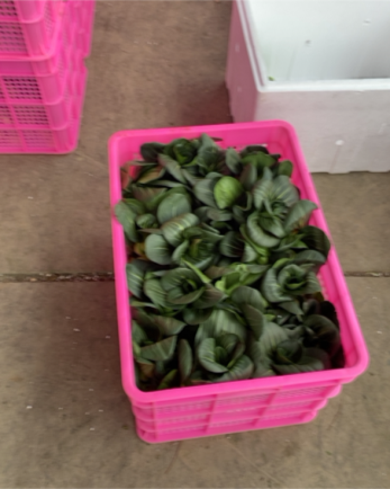 黑叶矮箕青