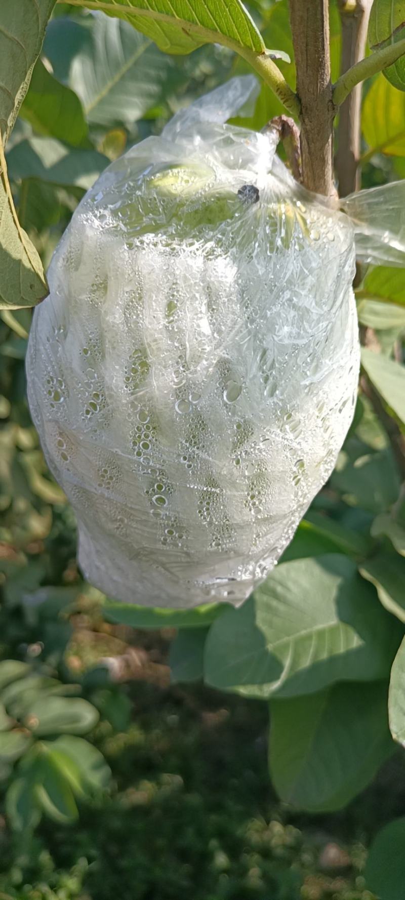 红心番石榴（又脆又甜的岭南佳果，一年四季都能任君品尝的）