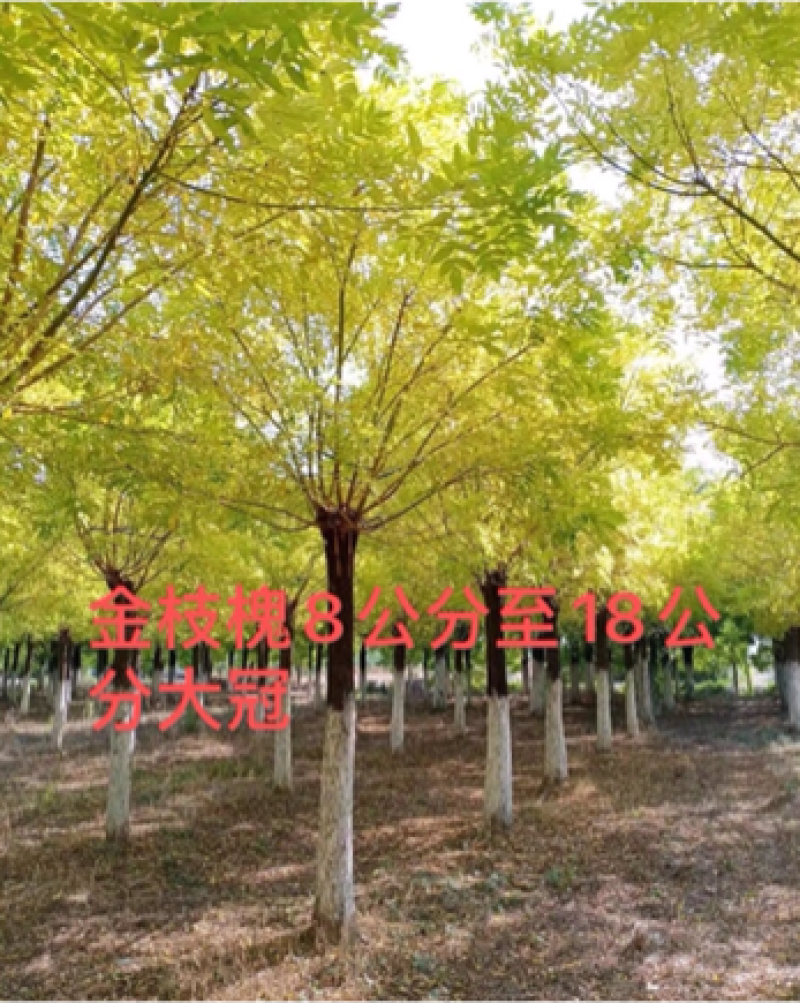 金枝槐8公分10公分12公分15公分金枝槐苗圃直供