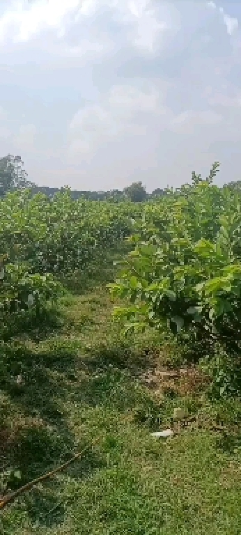 红心番石榴（又脆又甜的岭南佳果，一年四季都能任君品尝的）
