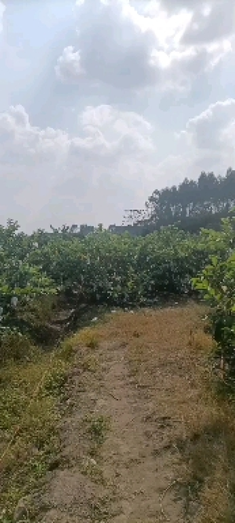 红心番石榴（又脆又甜的岭南佳果，一年四季都能任君品尝的）