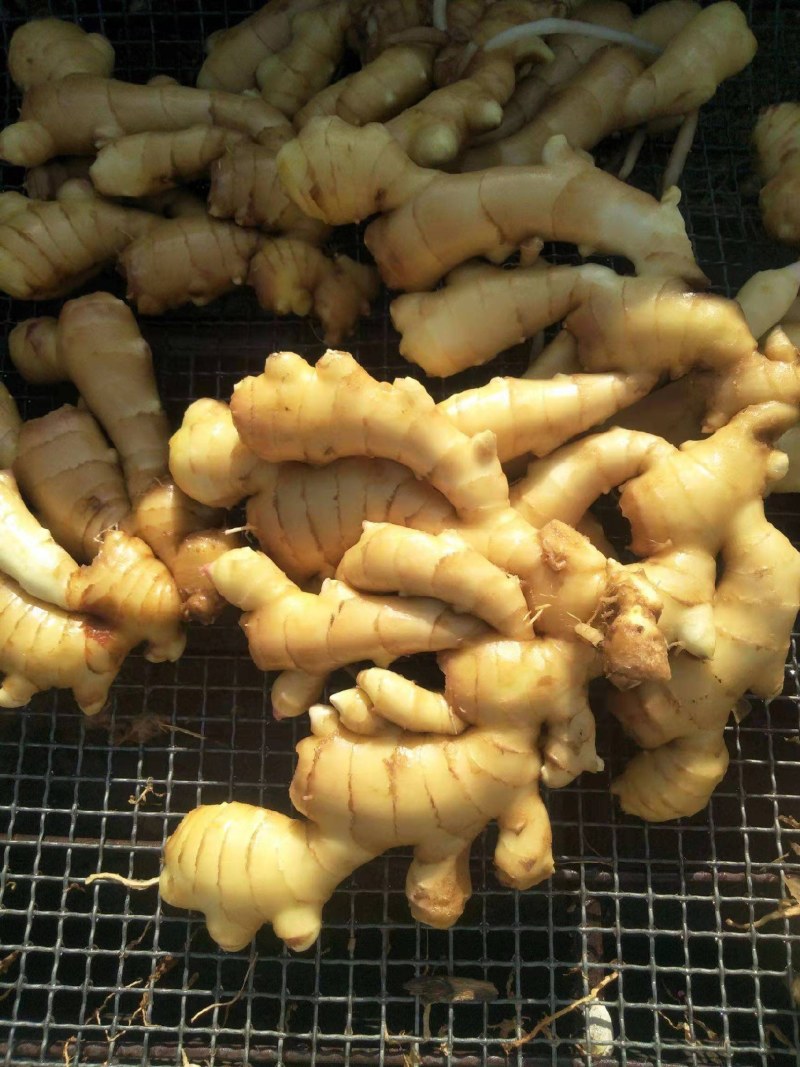 湖北【精品大黄姜】产地批发一手货源坏烂包赔