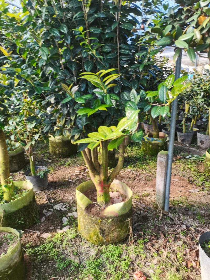 黄遵金花茶树苗嫁接四季金茶花盆景防城金花茶室内外四季花卉