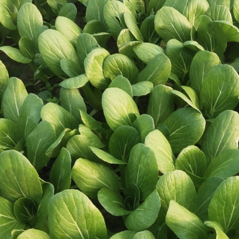 青菜油菜10~15cm大量供应欢迎来电咨询采购