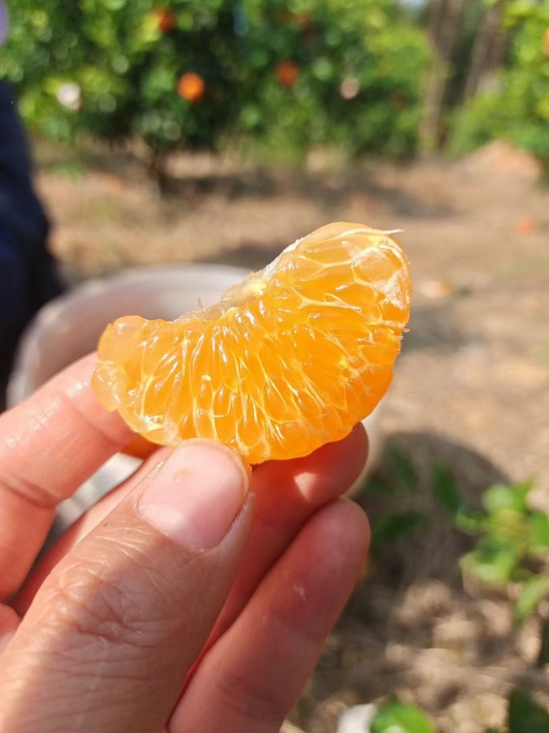 广西武鸣沃柑，皮薄，果味浓郁，香甜多汁。